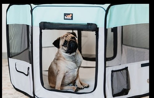 Dog puppy small animal - dog/puppy/small,