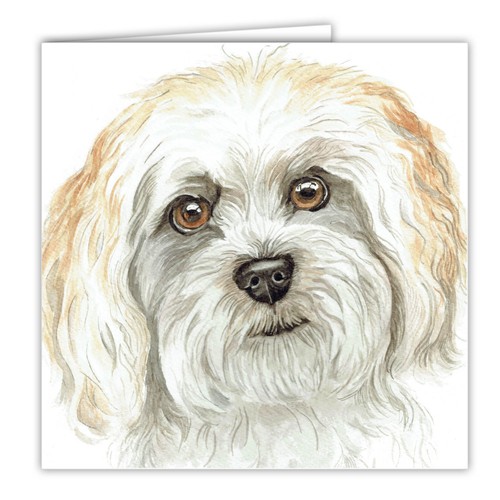 Cavachon dog card - cavachon,