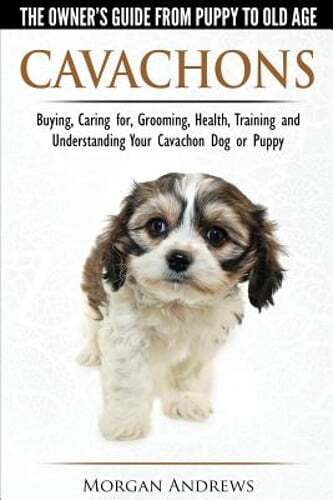 Cavachons the owner s - cavachons,
